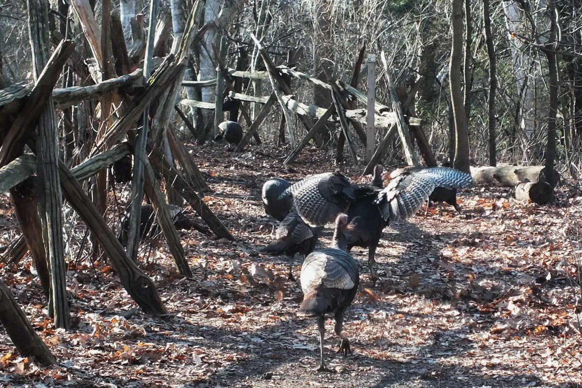 Birds and Animals at Lynde Shores Conservation Area